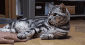 neko