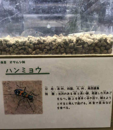 虫5