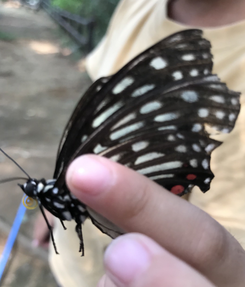 チョウ