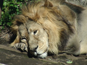 raion