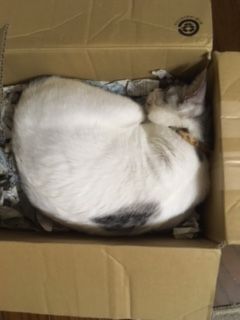 tama