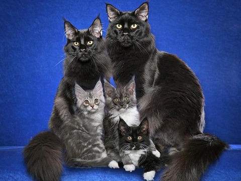 cat_family