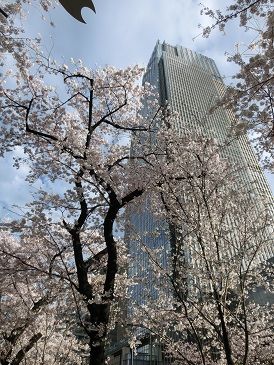東京さくら