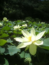 バンナ公園の睡蓮 昼過ぎにはしおれちゃうんだよー
