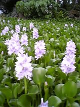 池のはな