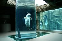 旭川市旭山動物園 “魅せる”展示