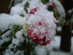 雪の沈丁花