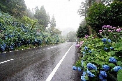 あじさいロード