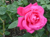 cf00564b.jpg