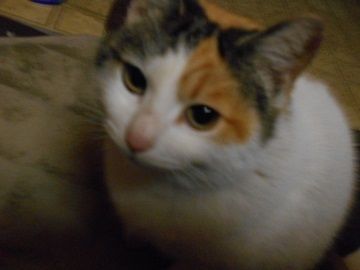 ちょびび