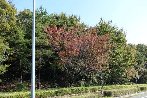 R12153