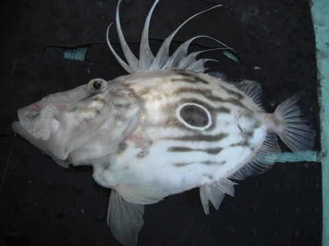 DSCF4359