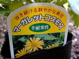 �ޡ�����åȥ����⥹�λ�