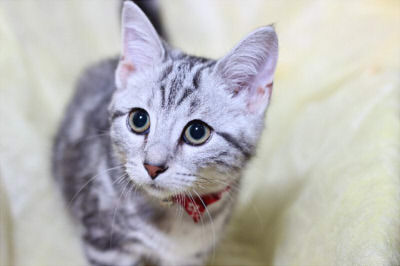 ねこ