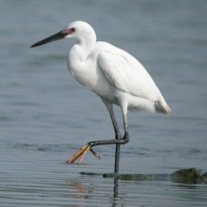 Little-Egret_1-e1363403615502-300x300