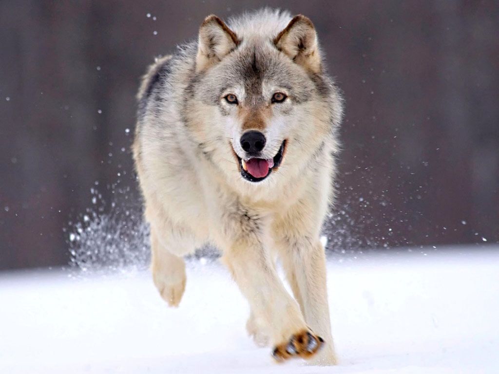 雪の中走る狼の画像