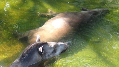DIdUnEOVAAAB6j8