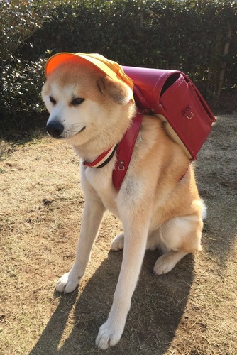 DZHWbUKVwAENcHP