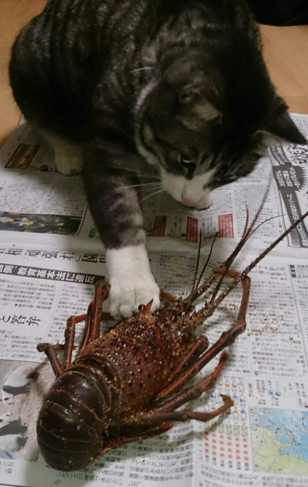 SnapCrab_NoName_2017-3-2_21-6-52_No-00
