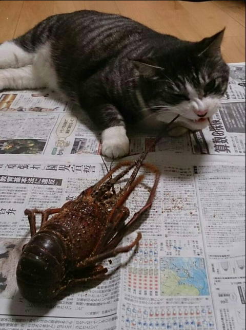 SnapCrab_NoName_2017-3-2_21-7-1_No-00