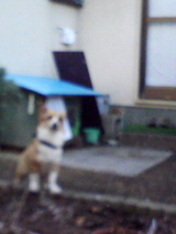 犬