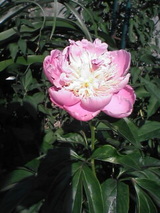 037ab444.jpg