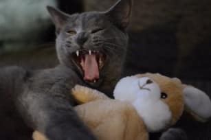 cat-2528930_640 (1)-min