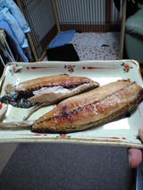 saba1