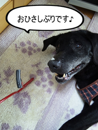 BlogPaint