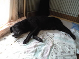 neru1