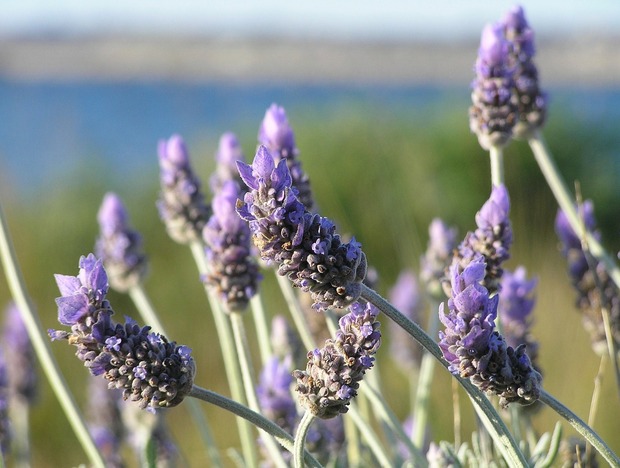 lavender-19235_1280