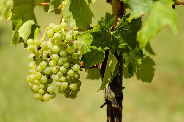grapes-1611089_1280