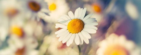 wallpaper-daisy-photo-tn