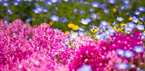 PP_yamashitahana500-750x372