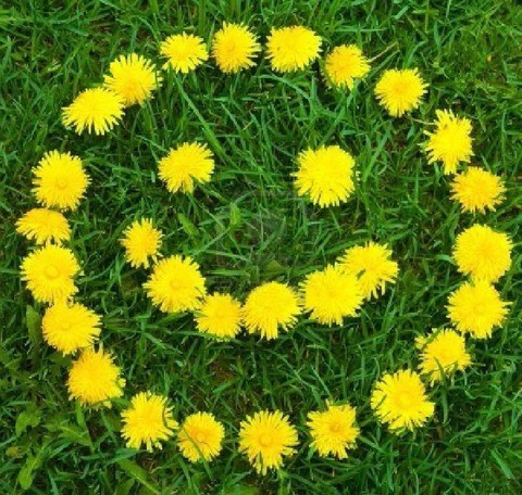 SpringFlowers1