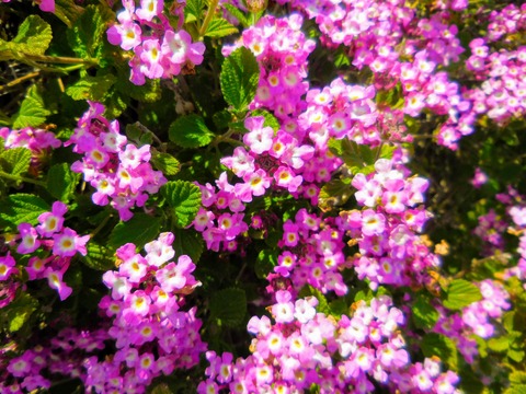 DSCN3668