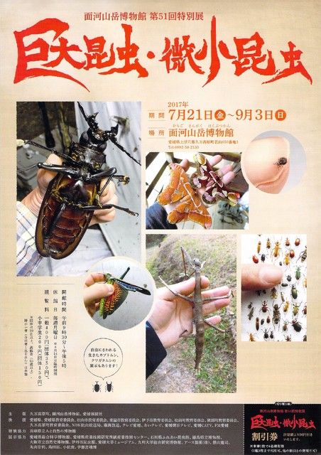 ゴライアスオオツノハナムグリ 昆虫標本 剥製|標本 ゴライアスオオツノハナムグリ 昆虫標本 剥製|標本