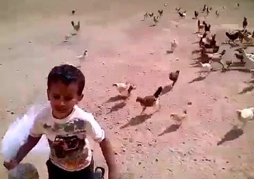 ニワトリに追いかけられる子供