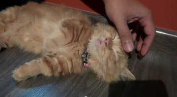 眠ってしまうぬこ