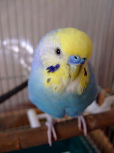 3image