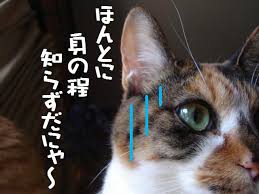 images (1)