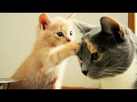 ユーチューブの犬とか猫