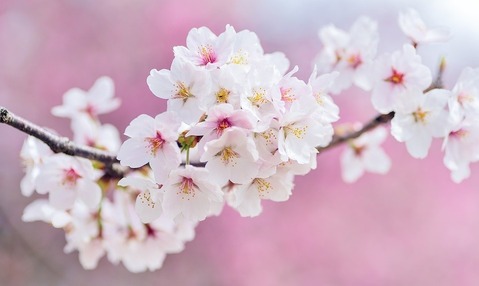 sakura