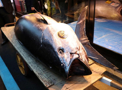 2019maguro