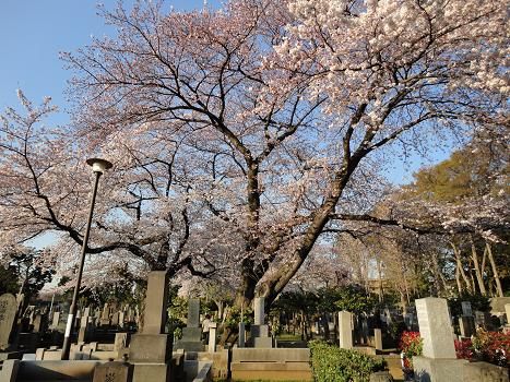 桜咲いた1