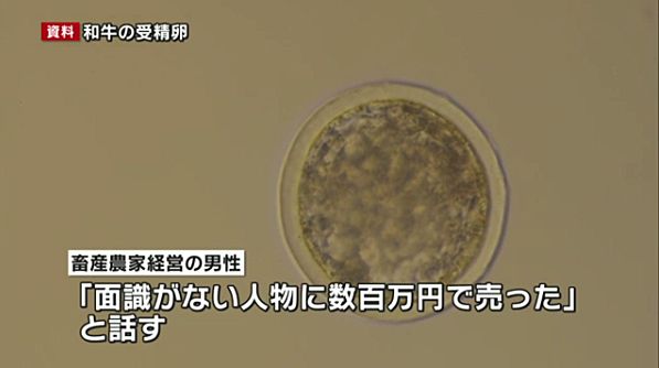 【和牛流出】徳島県の畜産農家を特定「面識ない人物に数百万円で売った」=家畜改良増殖法違反容疑で家宅捜索