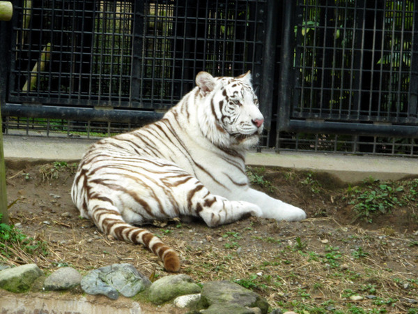 【平川動物公園】ホワイトタイガー「リク」処分せず 遺族「飼育して下さい」=事故当日はトラの絶食日