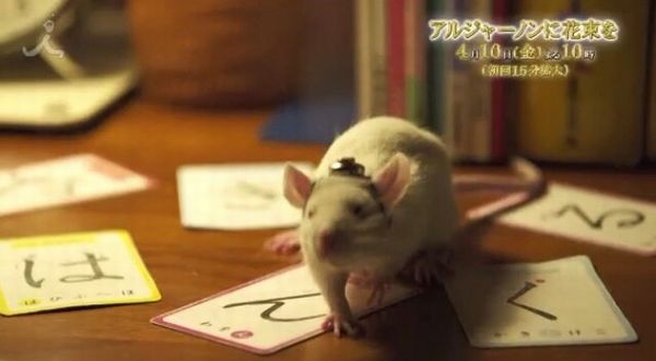 【TBS・アルジャーノンに花束を】番宣動画に謎の『は・ん・ぐ・る』 「サブリミナルか」とネットで話題=プロデューサーは韓哲氏