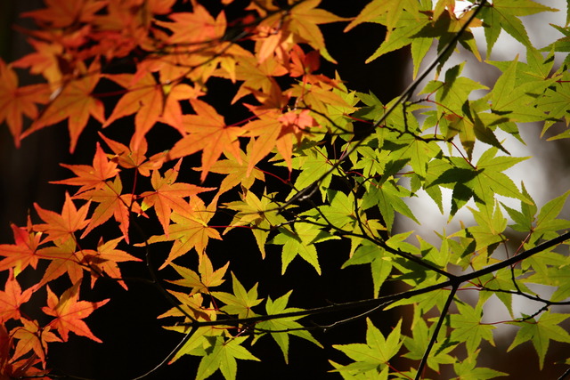 紅葉