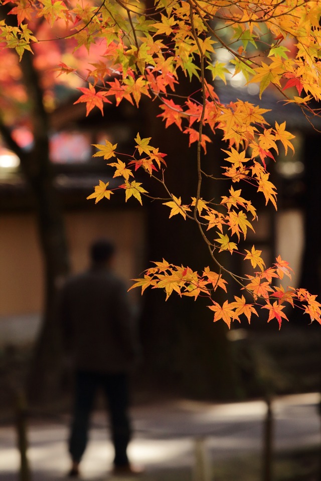 紅葉